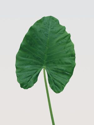 FEUIL. ALOCASIA 150CM LA TIGE